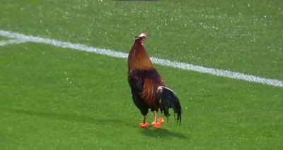 chicken-soccer-0001