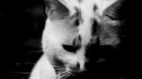 猫ミームでよく使われている背景イラスト素材サイト「みんちりえ」